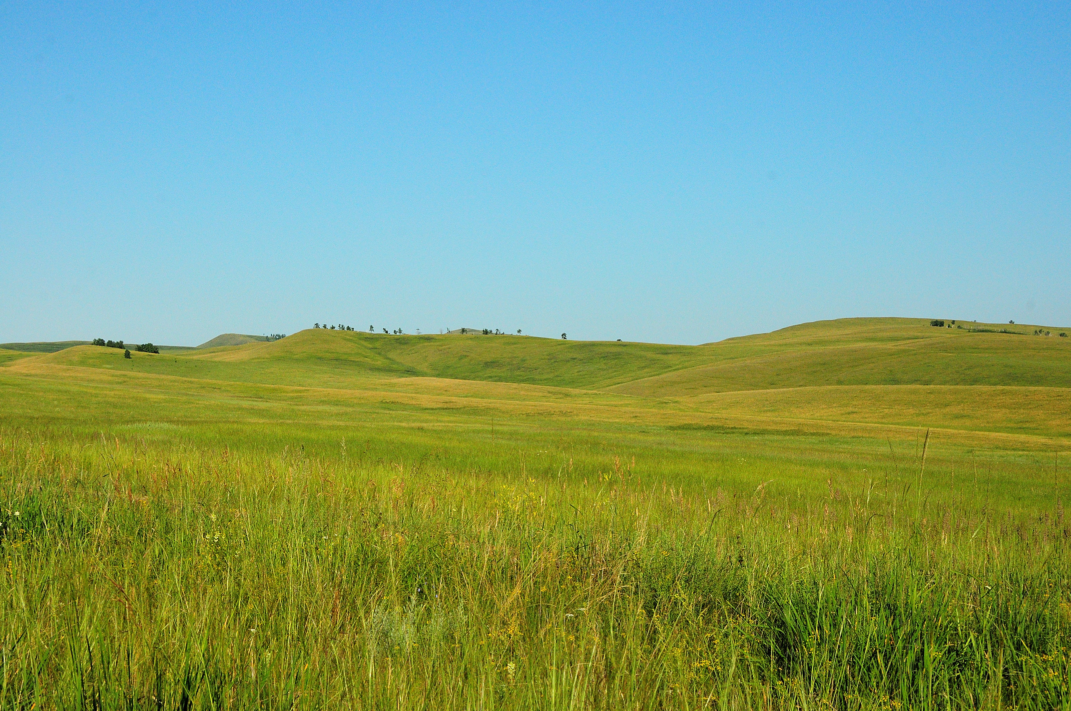 Endless hilly steppes overgrown with tall grass under a blue sky on a clear sunny day.